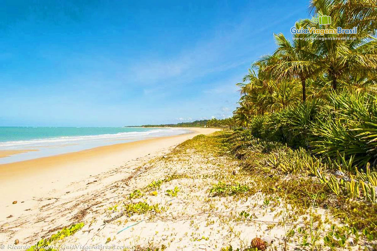 Imagem da vegetação nas areias da Praia Nativos.