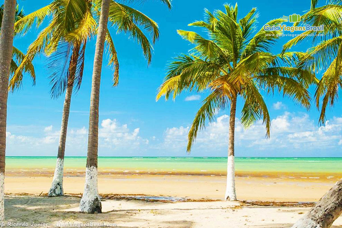 Imagem de charmosos coqueiros na praia de alagoas.