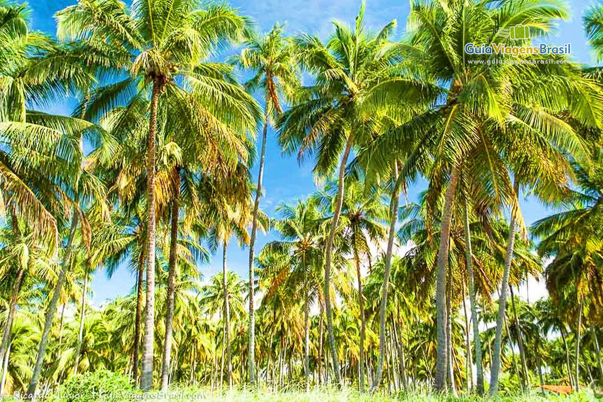 Imagem de lindo coqueiros na orla na praia.