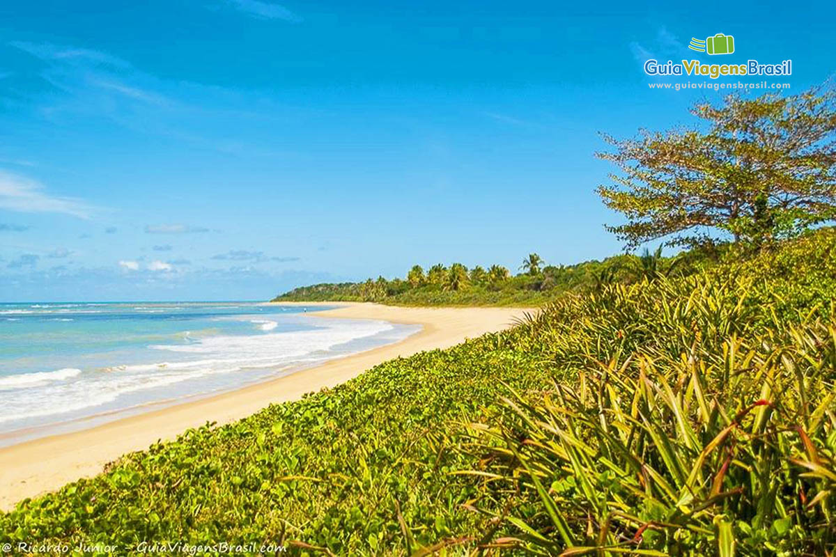 Imagem das lindas árvores e ao fundo o mar da Praia Itapororoca.