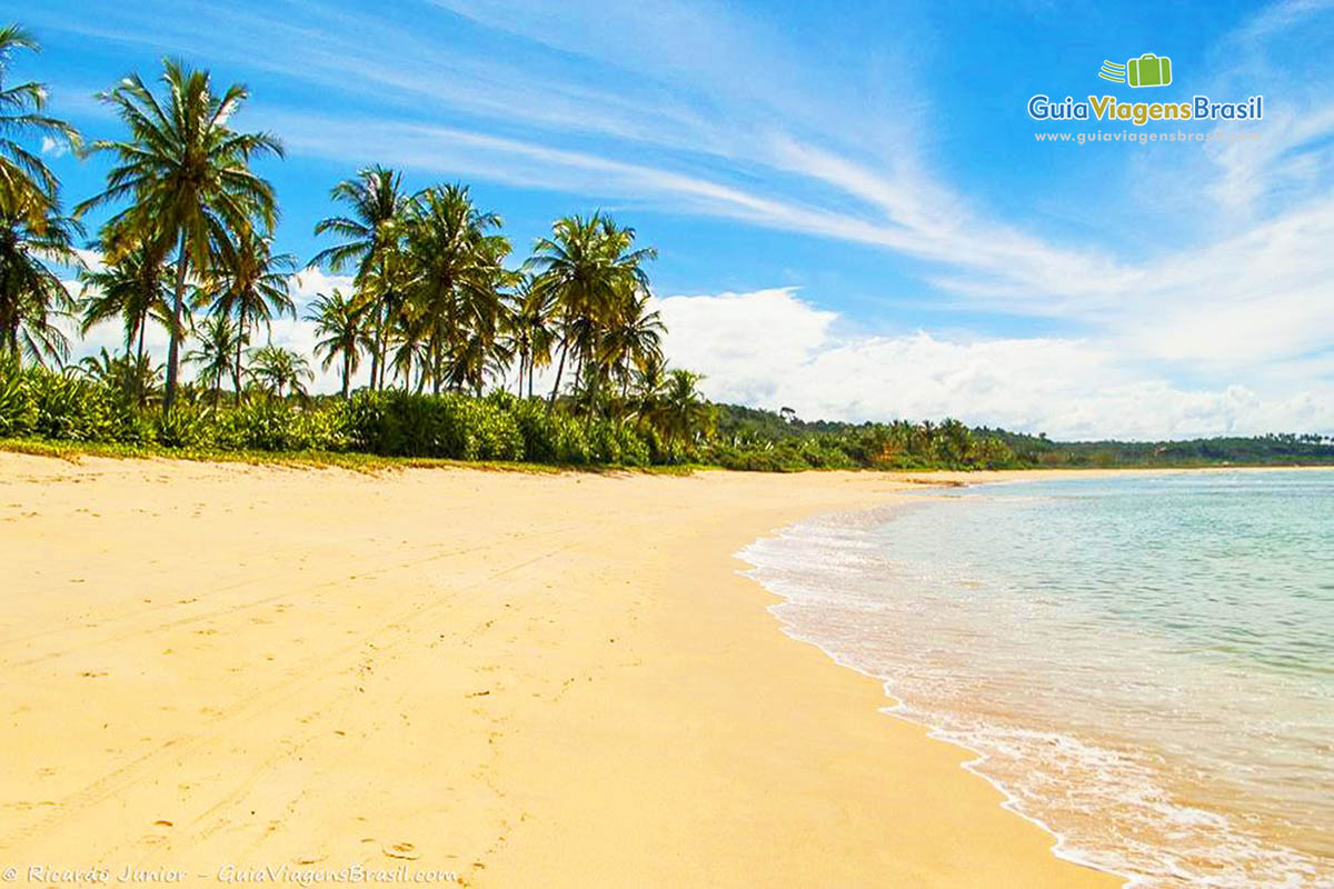 Imagem de coqueiros na orla da Praia Itapororoca.