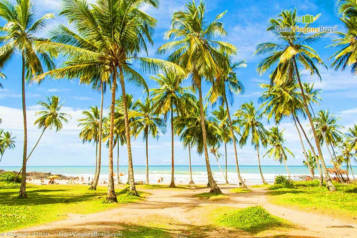 Imagem da vegetação da Praia do Resende.