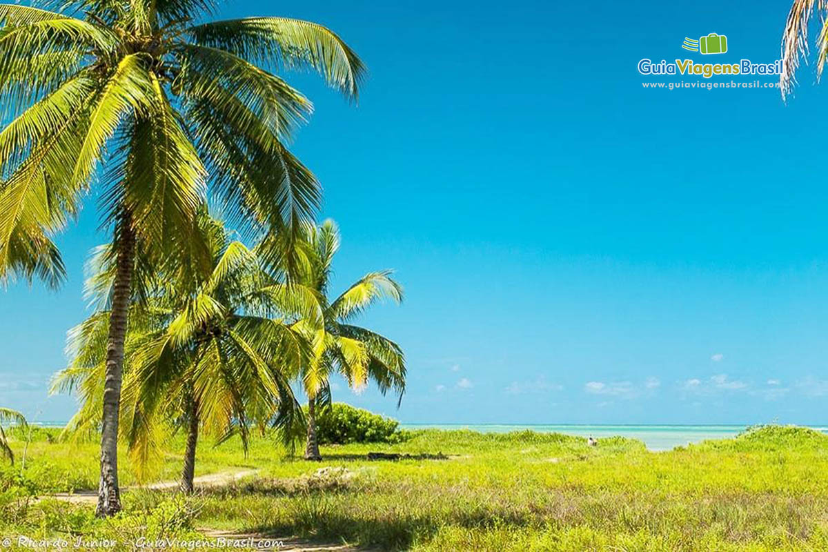 Imagem do lindo verde que possui Praia do Toque.