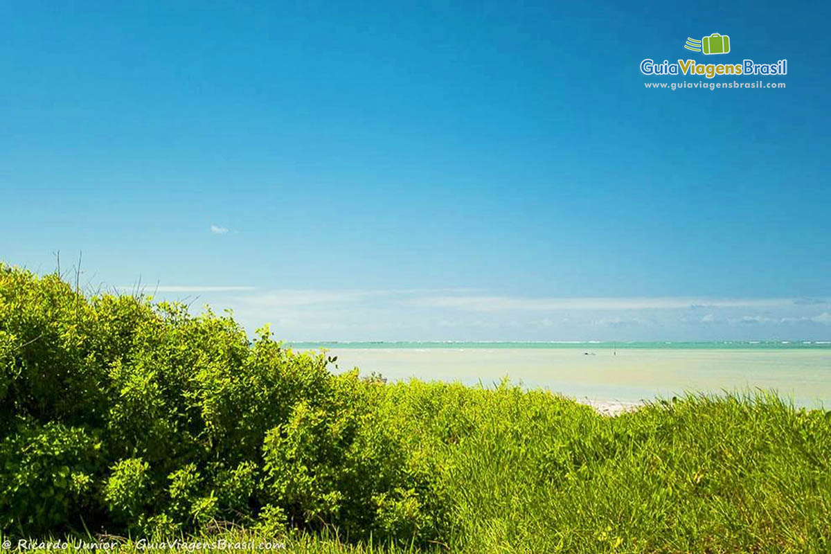 Imagem das plantas verdes e ao fundo o belíssimo mar.