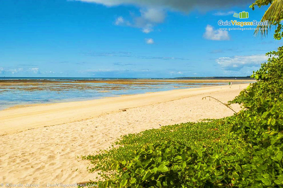 Imagem da vegetação rasteira e ao fundo o lindo mar.