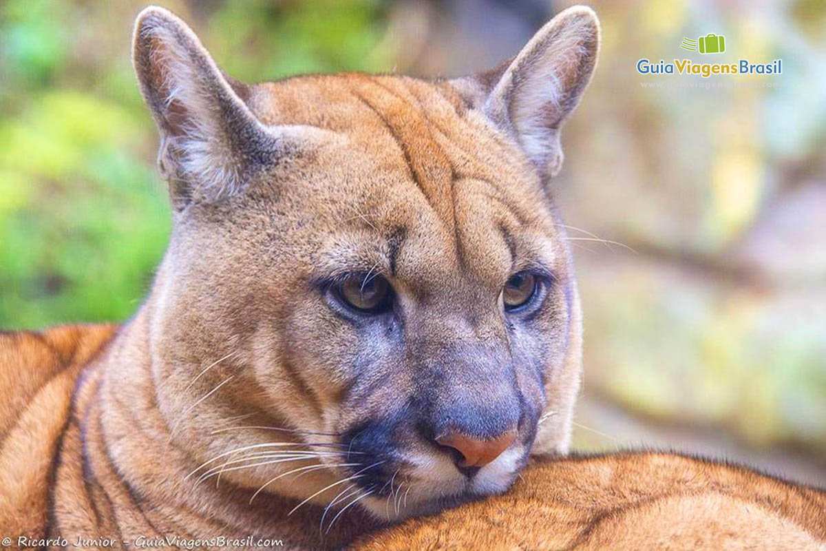 Imagem aproximada do rosto de um leopardo.