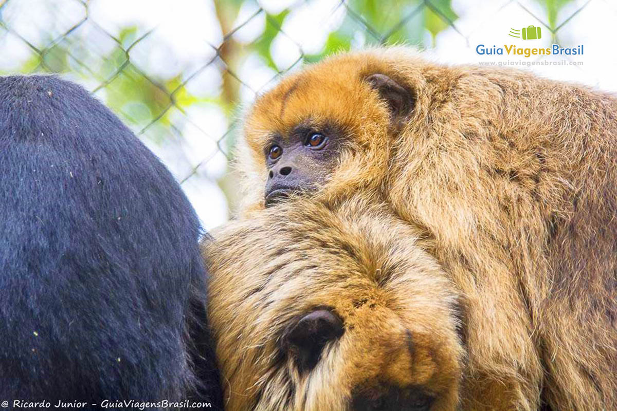 Imagem do olhar de um macaco.