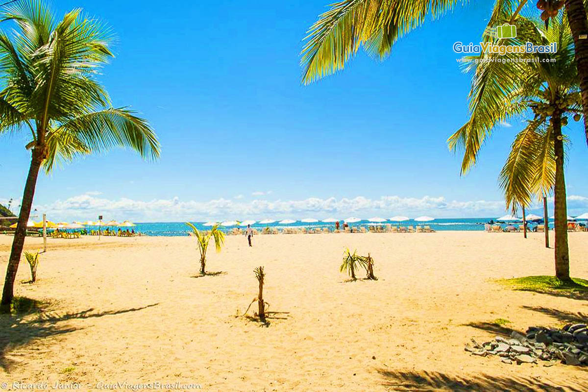 Imagem de pequenos coqueiros na areia e ao fundo grandes guarda sol brancos.