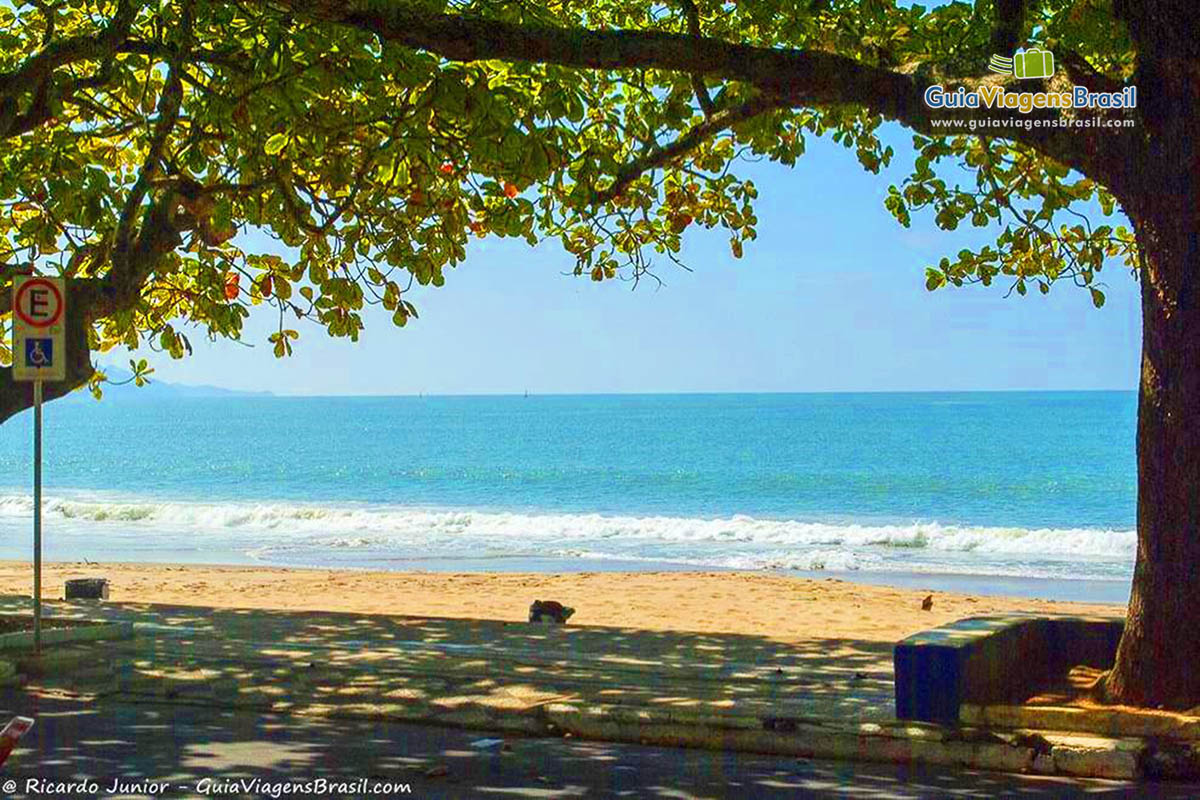 Imagem de bonitas árvores na Praia Cabeçudas.