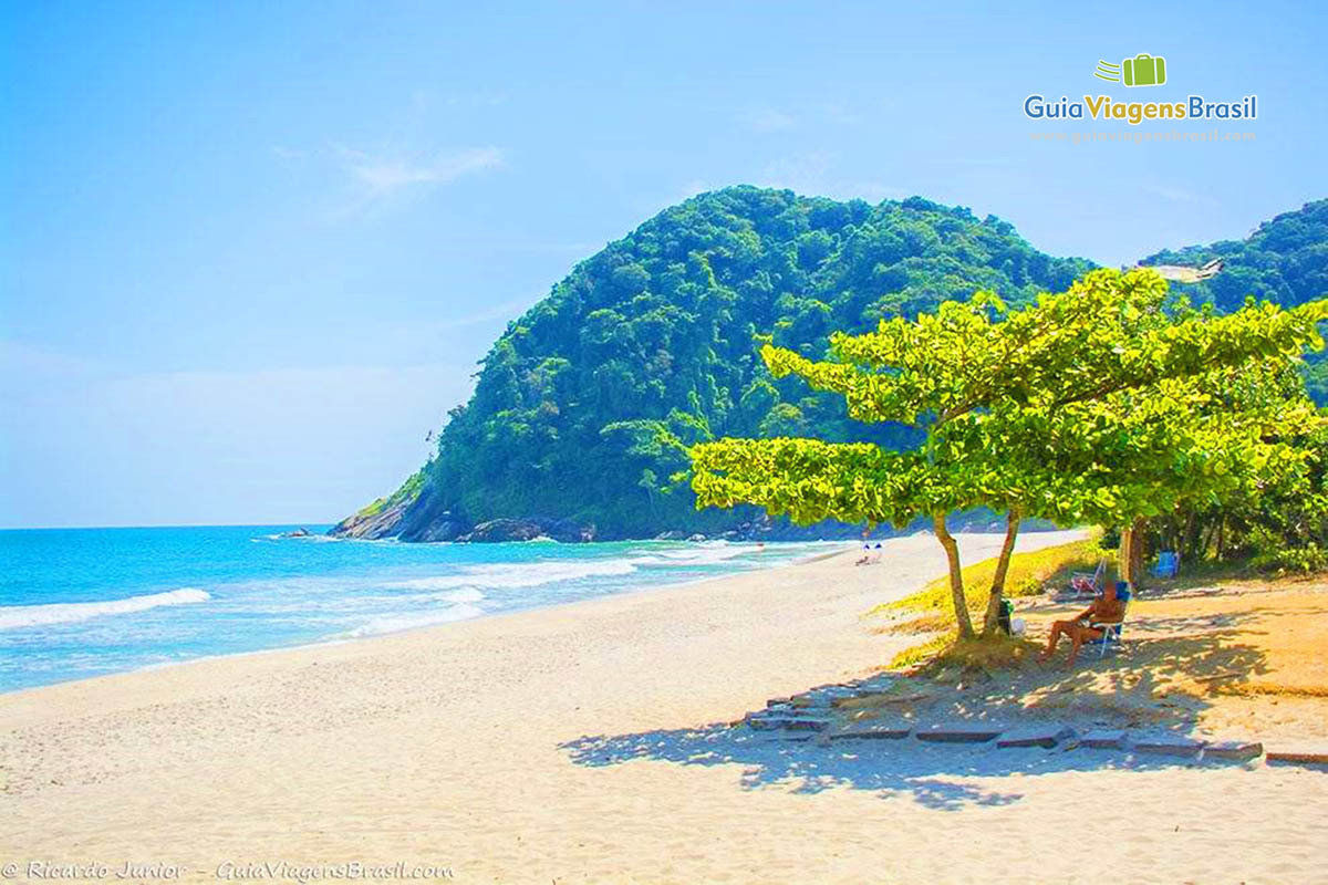 Imagem da sombra de bela árvore da Praia Jureia.