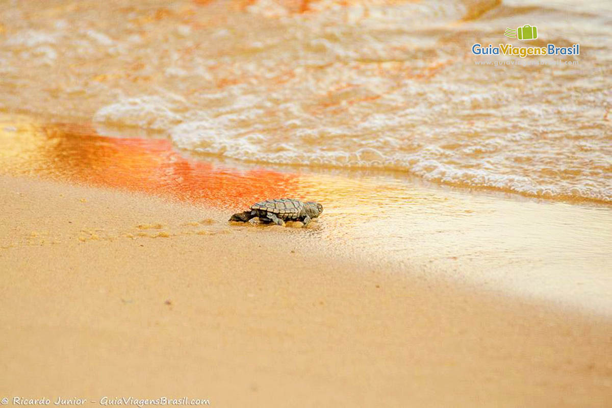 Imagem de uma tartaruga entrando no mar da praia.