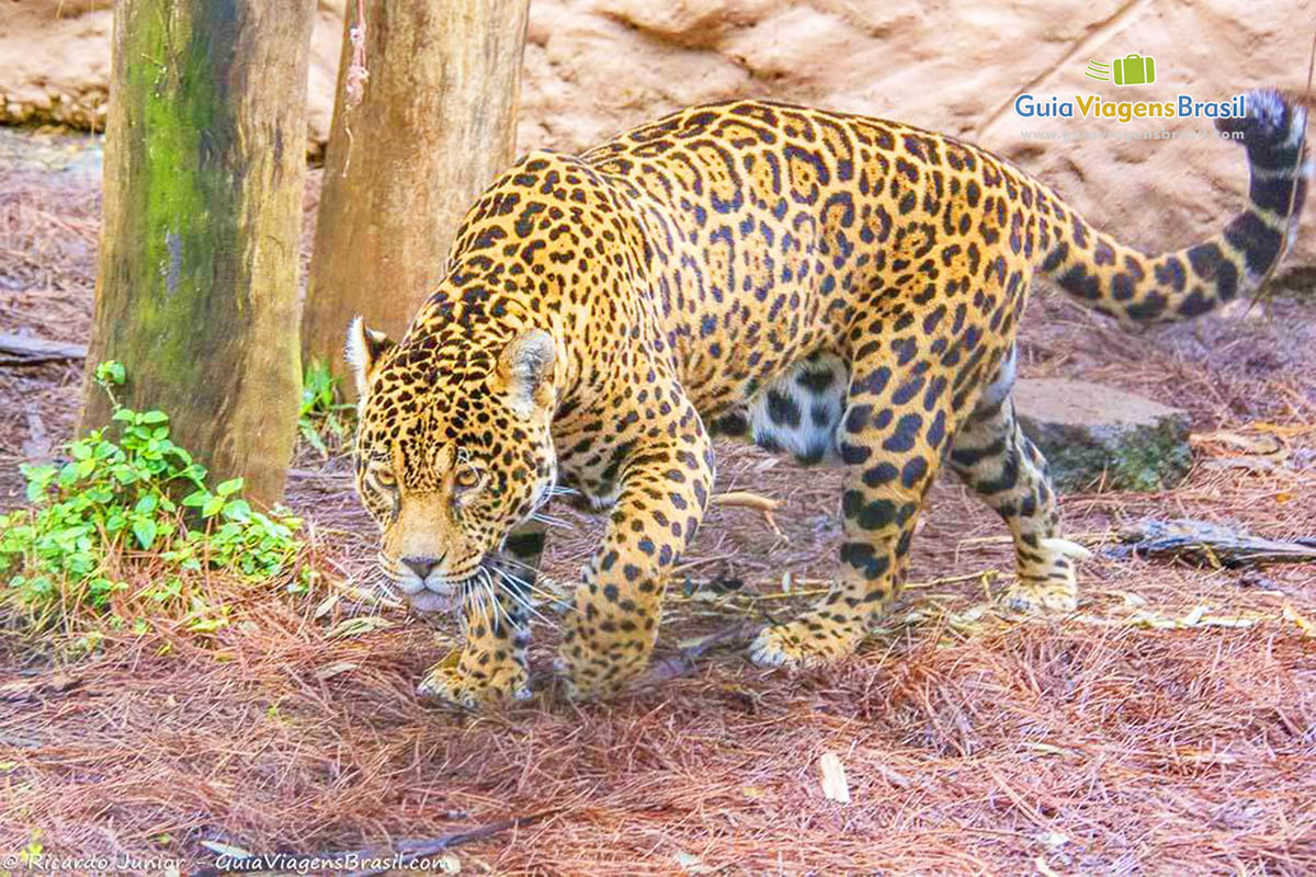 Imagem de lindo tigre no Gramadozoo.