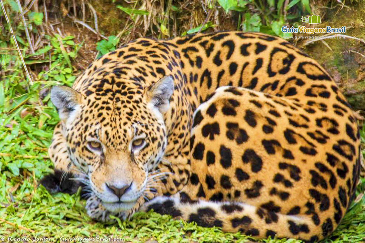 Imagem de um tigre deitado feito um gatinho.