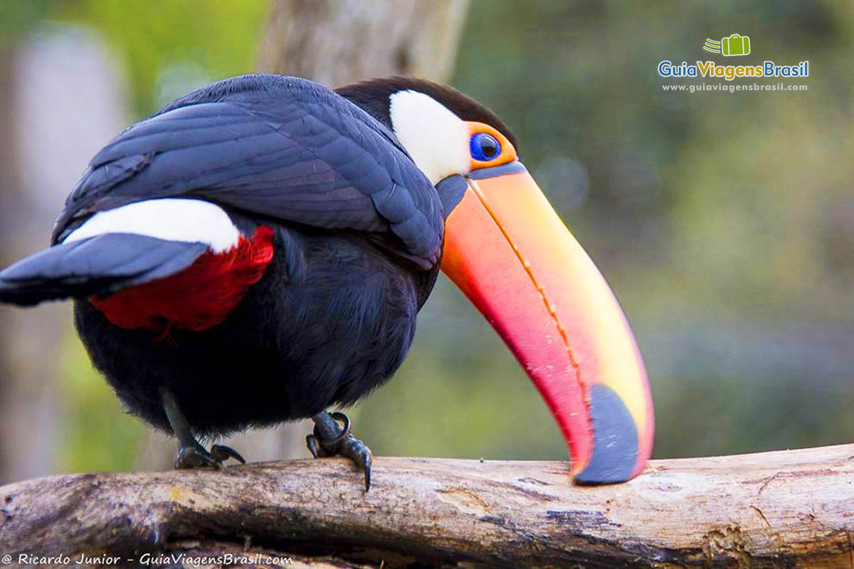 Imagem de um lindo tucano.