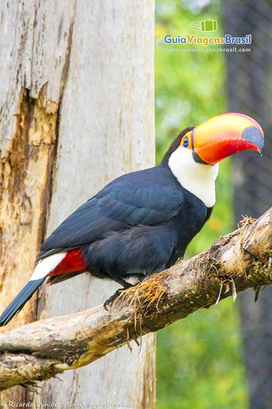 Imagem de um tucano em cima de um galho.