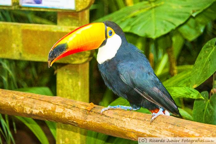 Imagem de tucano no galho, em Foz do Iguaçu.