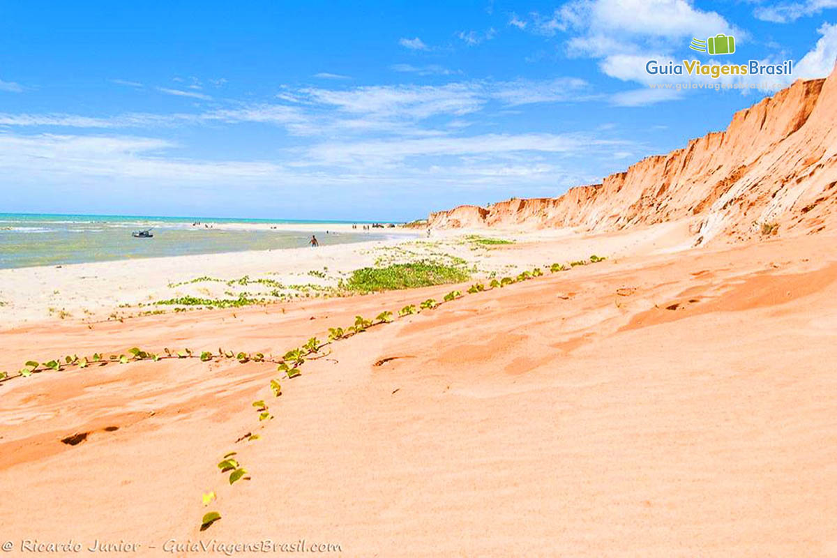 Imagem da vegetação nas areia da praia e ao fundo o belo mar.