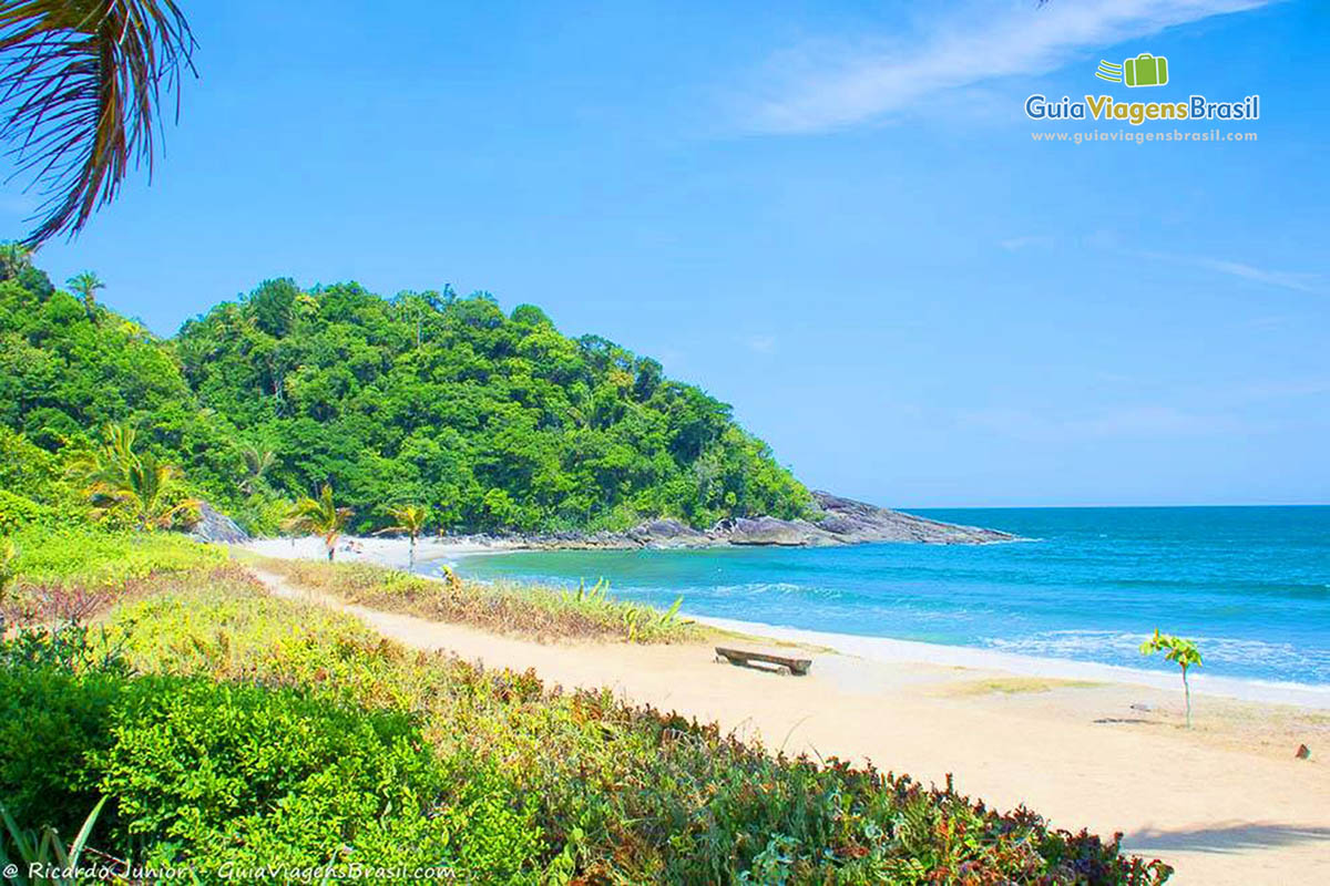 Imagem da linda vegetação da Praia Jureia.