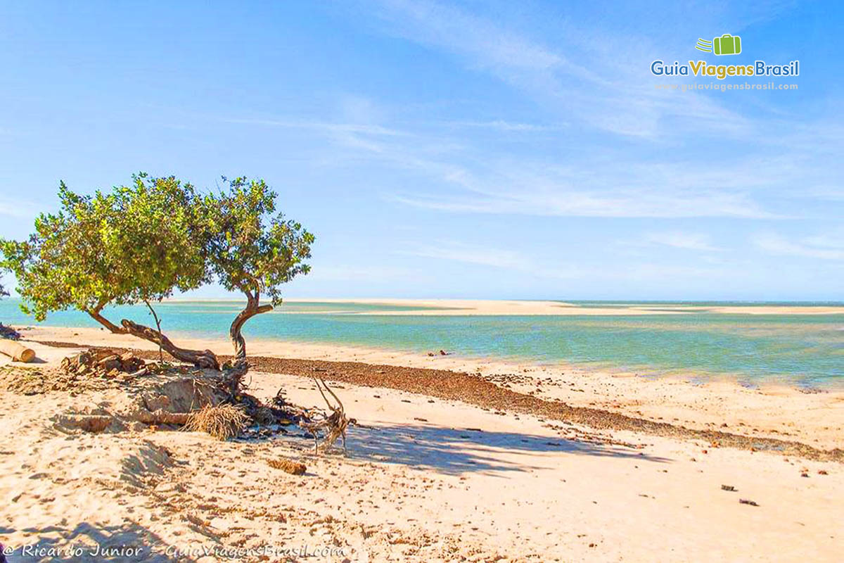 Imagem de uma bela árvore na Praia Macapá em Luis Correia.